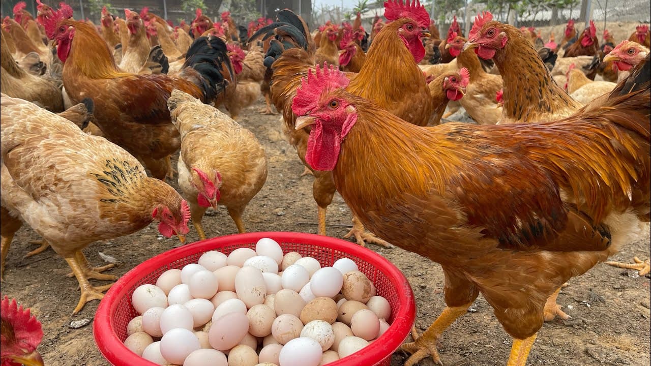Eggs