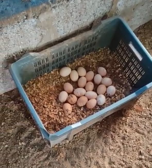 Eggs