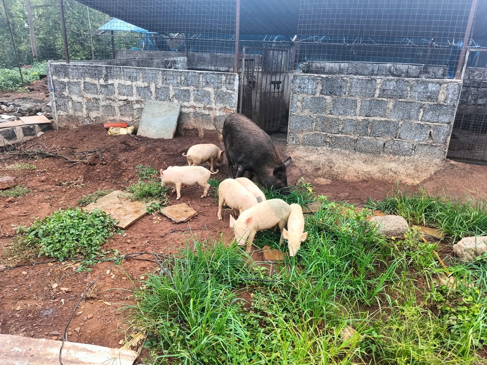 Pigs