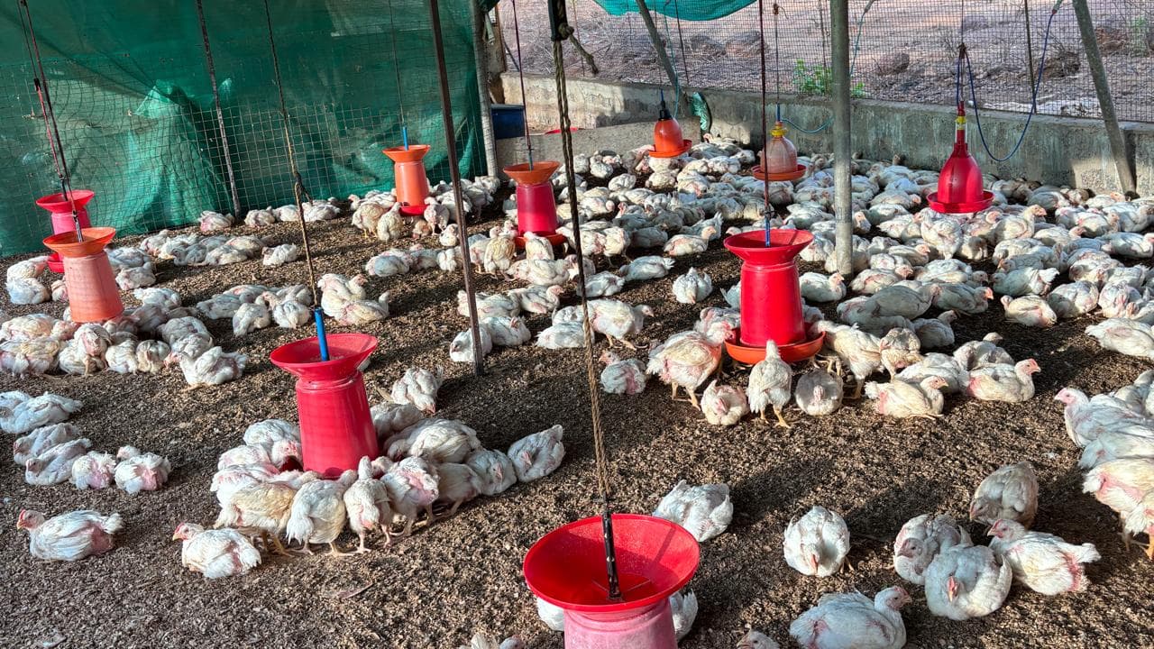 Chickens